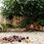 Les inconvénients du figuier : ce qu'il faut savoir