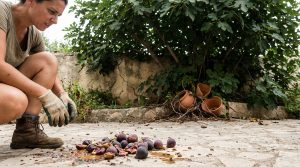 Les inconvénients du figuier : ce qu'il faut savoir